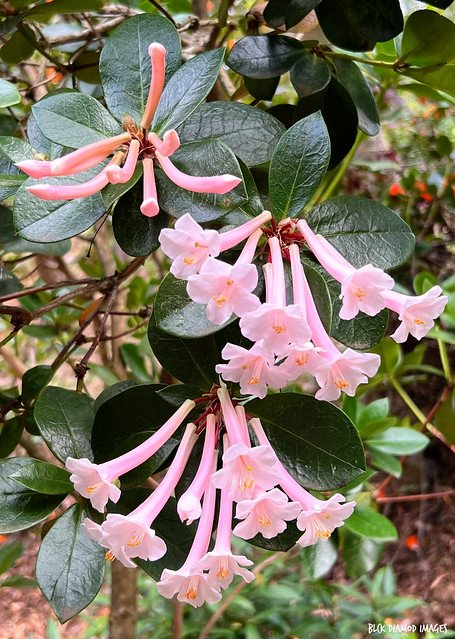Pink Vireya Rhododendron sp. (Possibly Rhododendron phaeochitum) - Mount Dandenong Botanic Gardens, Olinda, Dandenong Ranges, Victoria