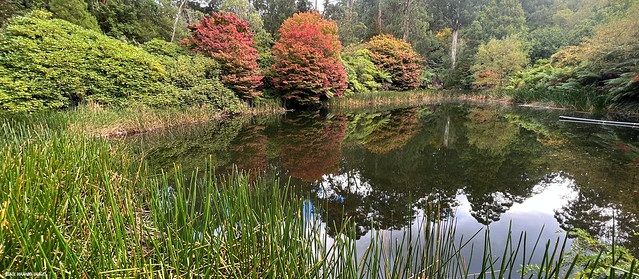 Autumn Colour - Mount Dandenong Botanic Gardens, Olinda, Dandenong Ranges, Victoria