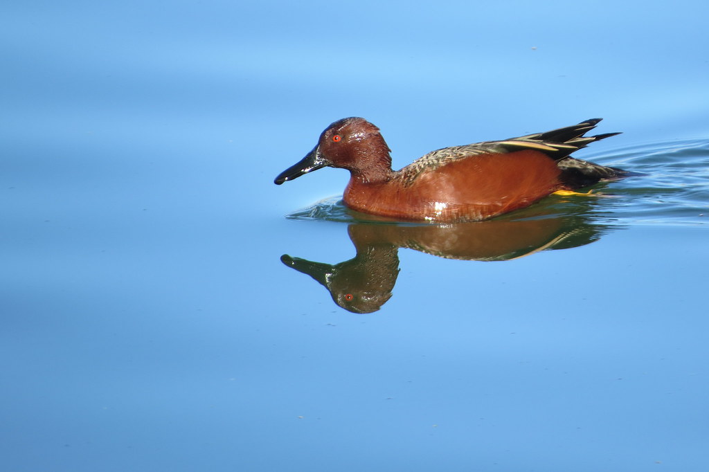 Male Cinnamon Teal, Ohkay Owingeh Tribal Lakes, New Mexico, U.S.A.
