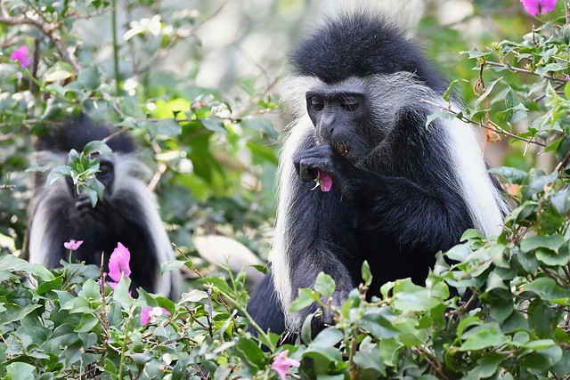 Kenya Safari 2022 - Colobus Monkey's feasting on only the best leaves and flowers.
