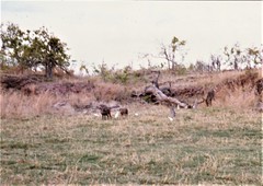 Warthog with cattle egrets and waterbuck, Bumi Hills, Zimbabwe, Nov. 1988