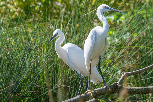 DSC6038  Little Egrets