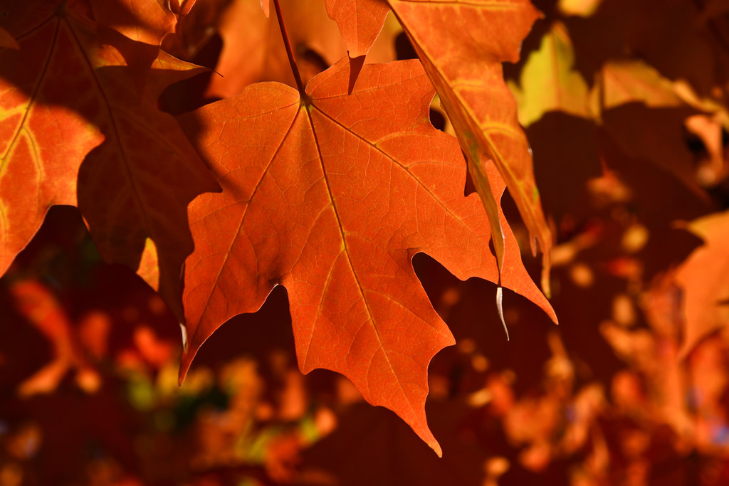 A little orange fall color in Upstate New York | Pittsford, … | dr ...