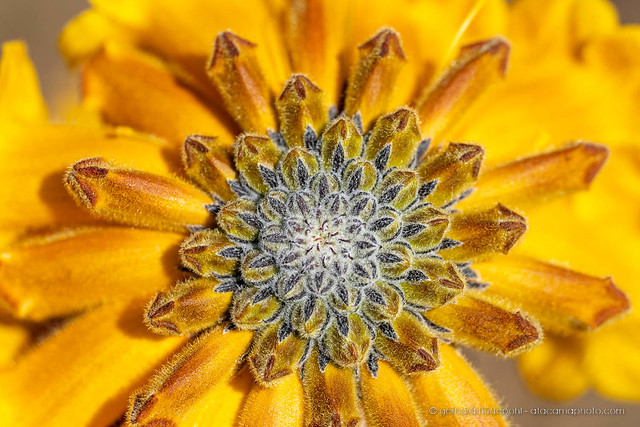 Detail of Terciopelo flower (Argylia radiata), one of the flower of the blooming Atacama.
