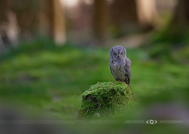 almost tiny: Zwergohreule (Otus scops)  - Eurasian scops owl  ·  ·  ·   (R5B_3538)  ·  ·  *explored*