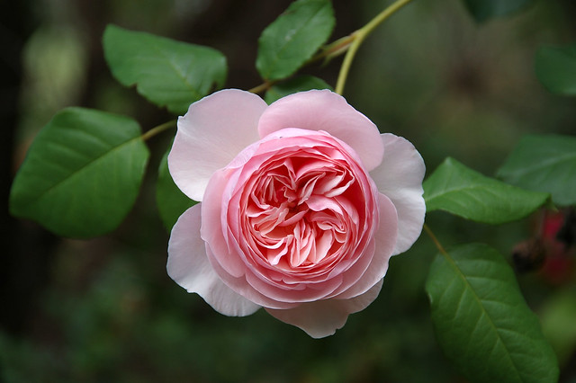 Pink Rose (Explore - January 2023)