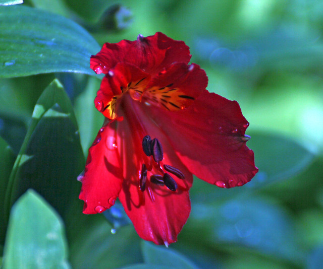 Alstroemeria Rosita, Peruvian Lily