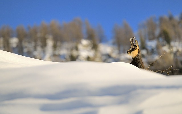 Italy, Alpine chamois