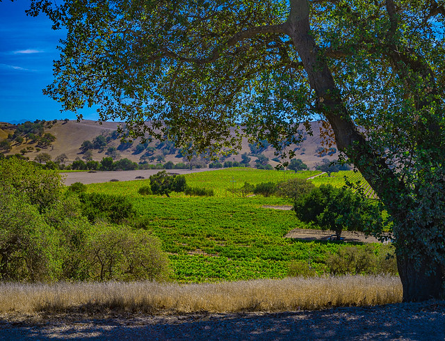 Vineyard Overlook, Santa Ynez Valley, CA