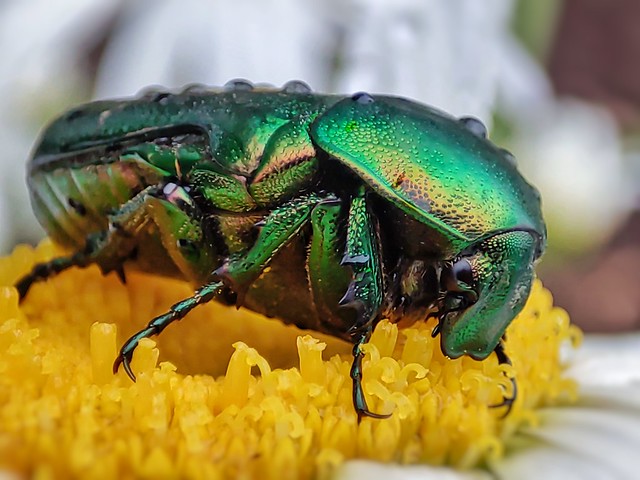 Golden beetle