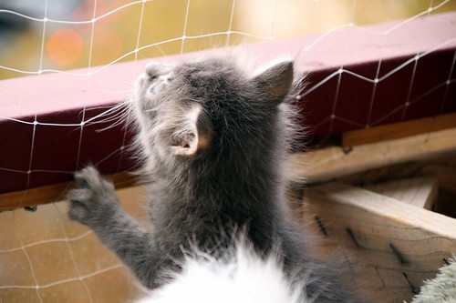 Nat, gatito pelo largo gris nacido en Septiembre´22, en adopción. Valencia. ADOPTADO. 52492083016_1c2dc0fb75