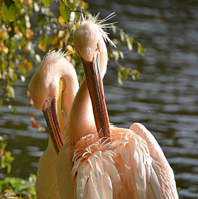 A Pair of Pink Punk Pelicans