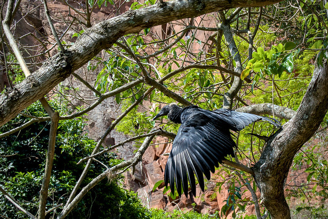 Black Vulture ready to fly