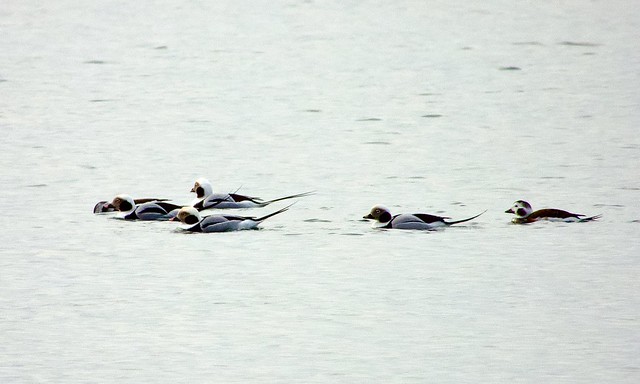 Long-tailed Ducks Out In The Harbour