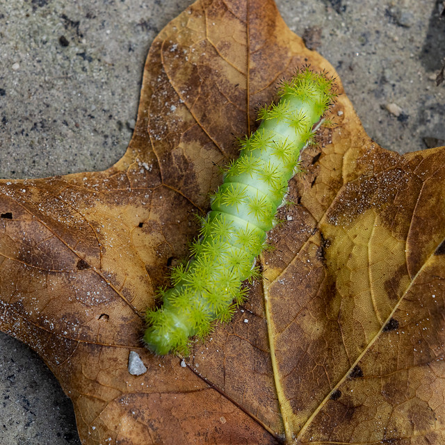 Io moth caterpillar #2