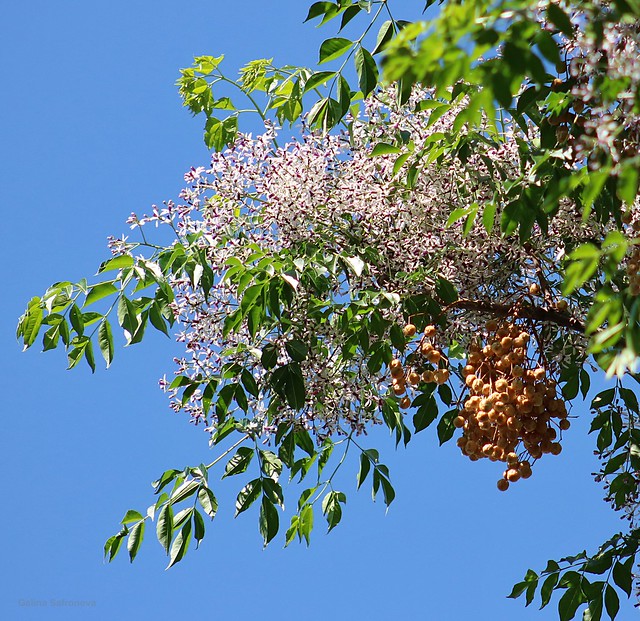 Fruits and flower of paraiso tree