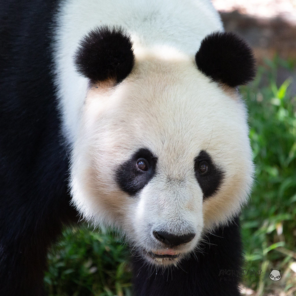 Panda Flickr Panda | Riordan | Flickr