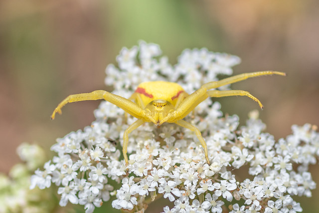 Thomise Variable – Goldenrod Crab Spider – Misumena vatia