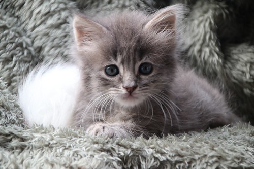 Nat, gatito pelo largo gris nacido en Septiembre´22, en adopción. Valencia. ADOPTADO. 52492550180_7686bbe60e