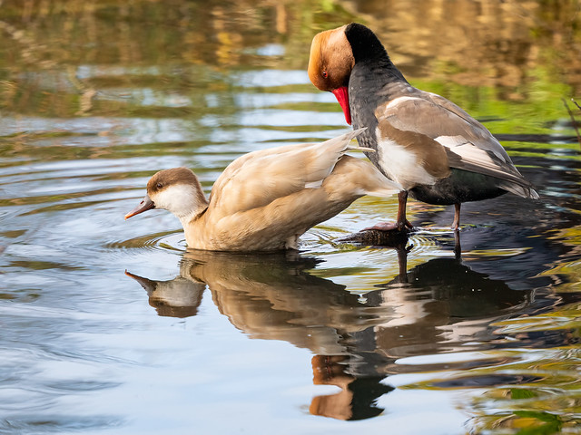 Red Crested Pochard pair