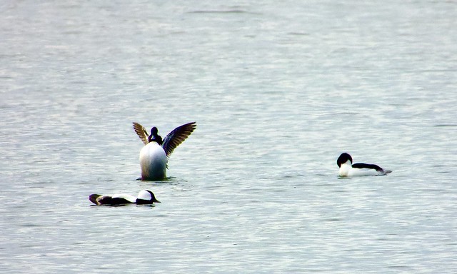 Bufflehead Ducks Out In The Harbour