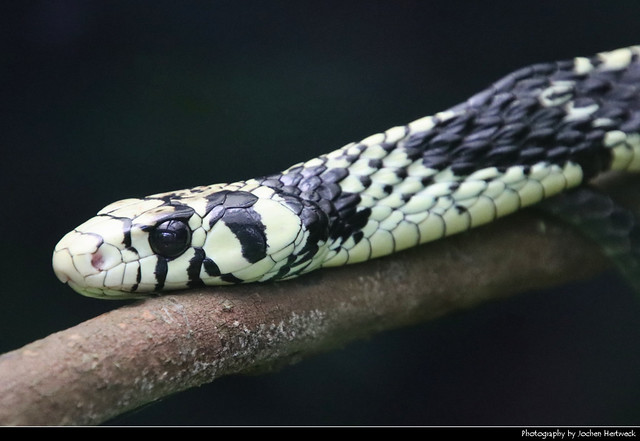 Tiger rat snake, Braulio Carrillo NP, Costa Rica