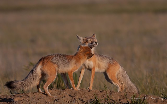 Swift Fox Female grooms Male