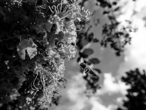 Buzzing around | by jkroemer2685