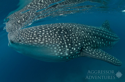 Whale shark