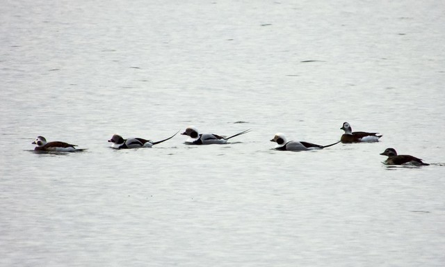 Long-tailed Ducks Out In The Harbour
