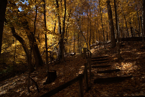 nature landscape illinois fall autumn fadinglight chilly cool quiet silent silentium color forestparknaturepreserve forestspirits fallenleaves peoria