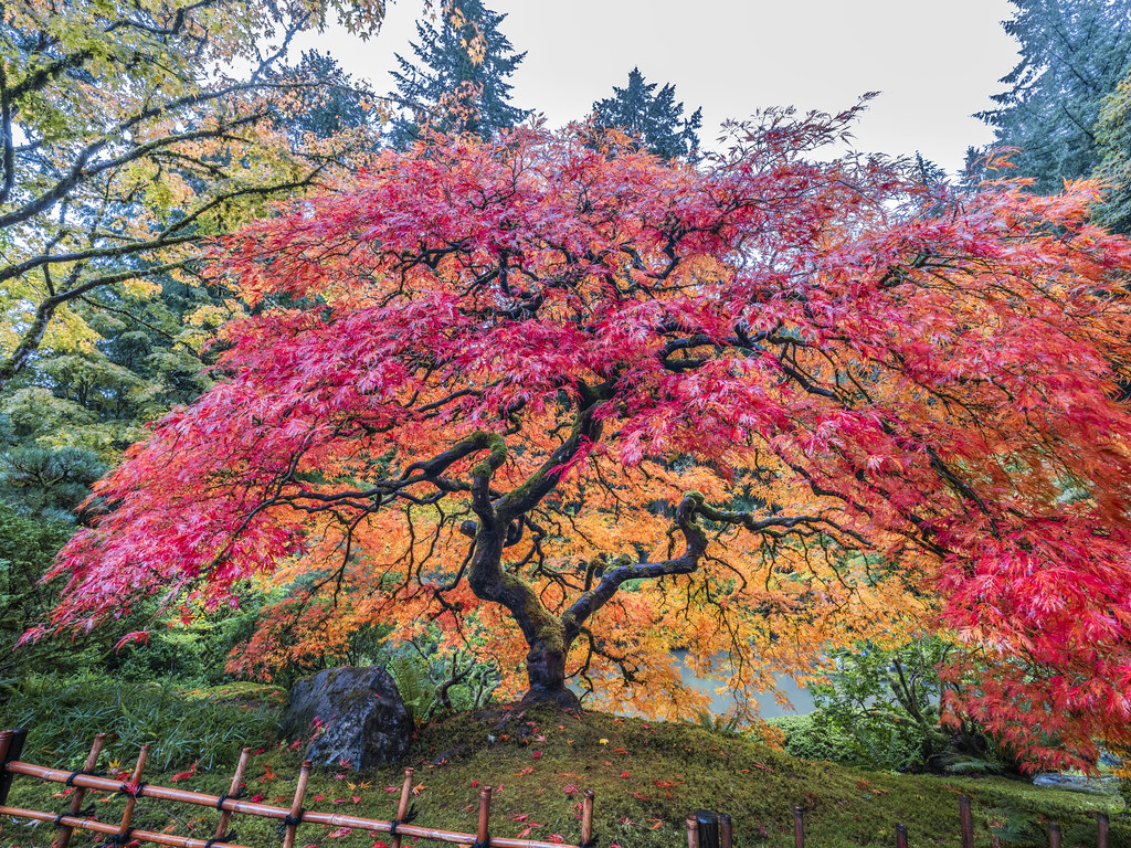 Backlit Japanese Maple Tree Red Orange Yellow Autumn Leaves Colors Fall ...