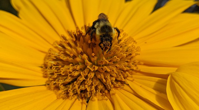 Pollen face