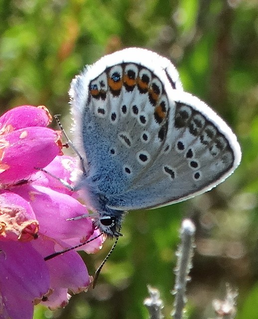 Silver Studded Blue butterfly on Cross-leaved Heath flowers.