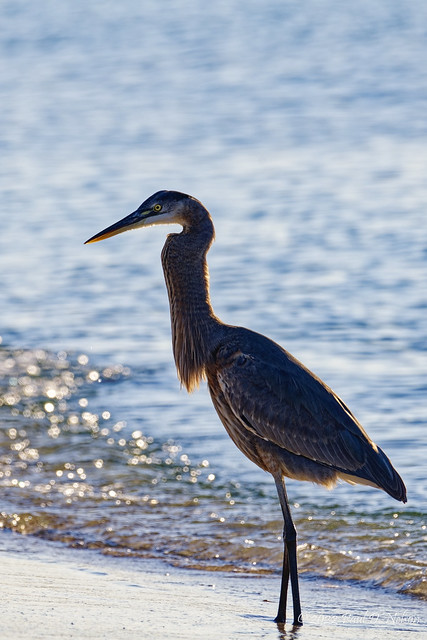 _PDN7910_Great Blue Heron; Navarre Beach, Florida