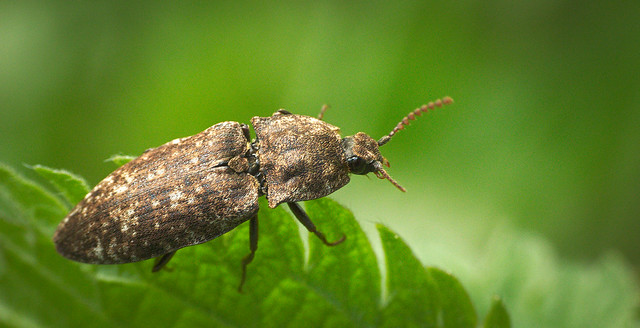 Click beetle