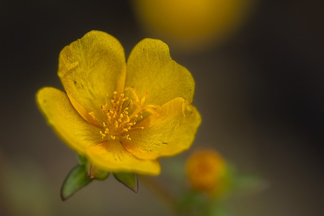 The Creeping Buttercup