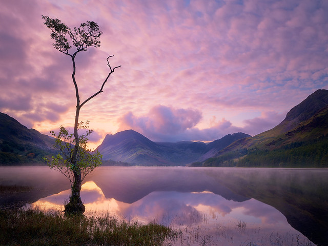 Buttermere Lone Tree #2