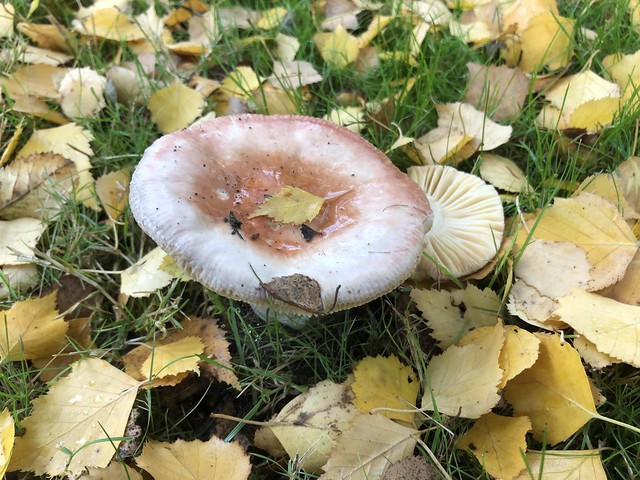Russula amongst the autumn leaves