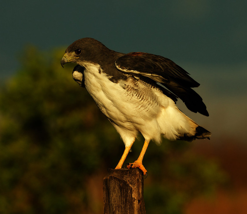 White-tailed Hawk_Geranoaetus albicaudatus_Ascanio_Guyana_DZ3A3124