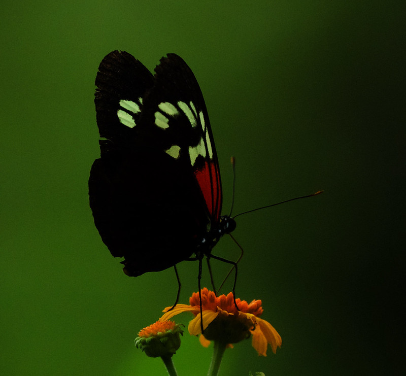 * 89 Butterfly_Diaethria sp._Ascanio_Guyana_DZ3A3782