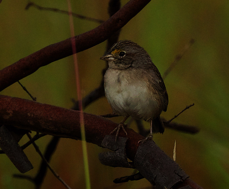 Grassland Sparrow_Ammodramus humeralis_Ascanio_Guyana_DZ3A4111