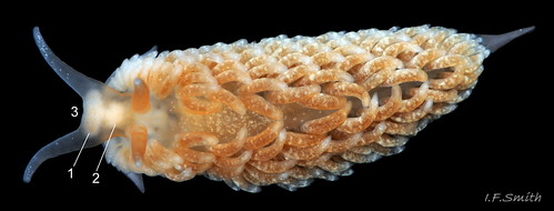 08 Aeolidiella glauca | by Morddyn