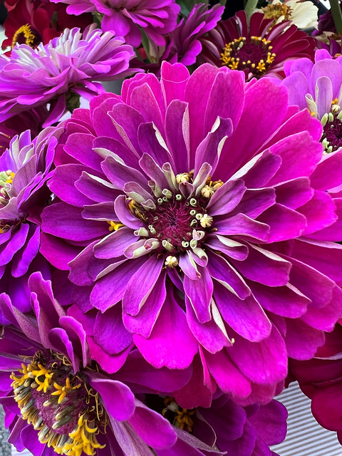 Purple zinnia up close