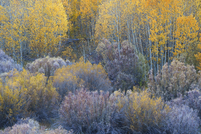 Aspen and Willow No. 4