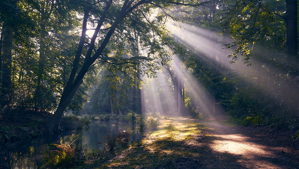 Light beams in a park-forest | Jaap Sein | Flickr