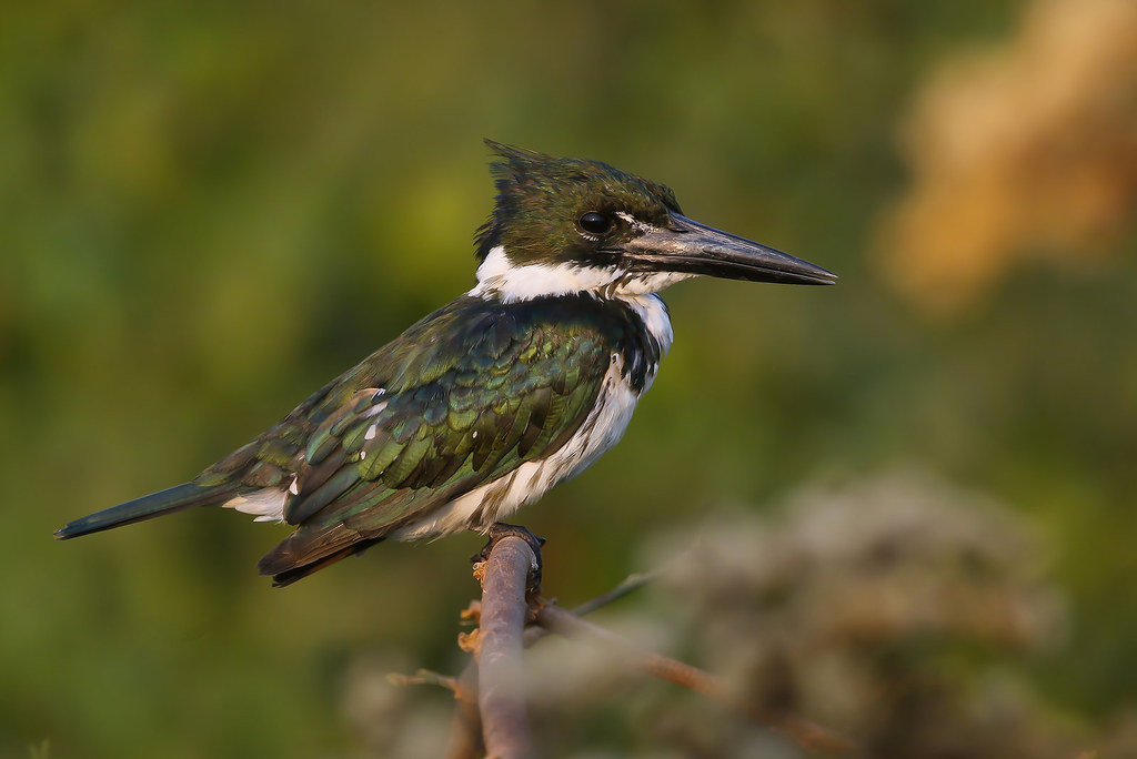 Martim-pescador-verde / Amazon Kingfisher