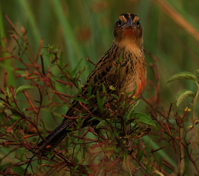 Red-breasted Meadowlark_Leistes militaris_Ascanio_Guyana_DZ3A4204