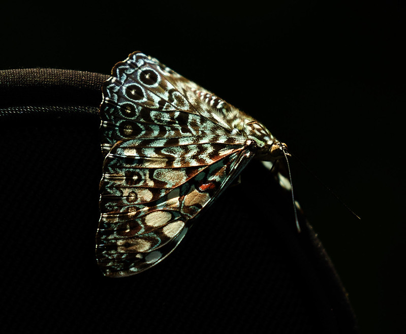 * Cracker Butterfly_Hamadryas sp._Ascanio_Guyana_DZ3A3810