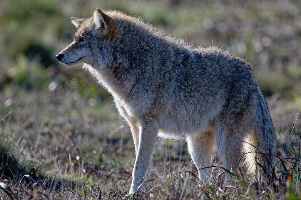 backlit coyote concentration on finding its next meal